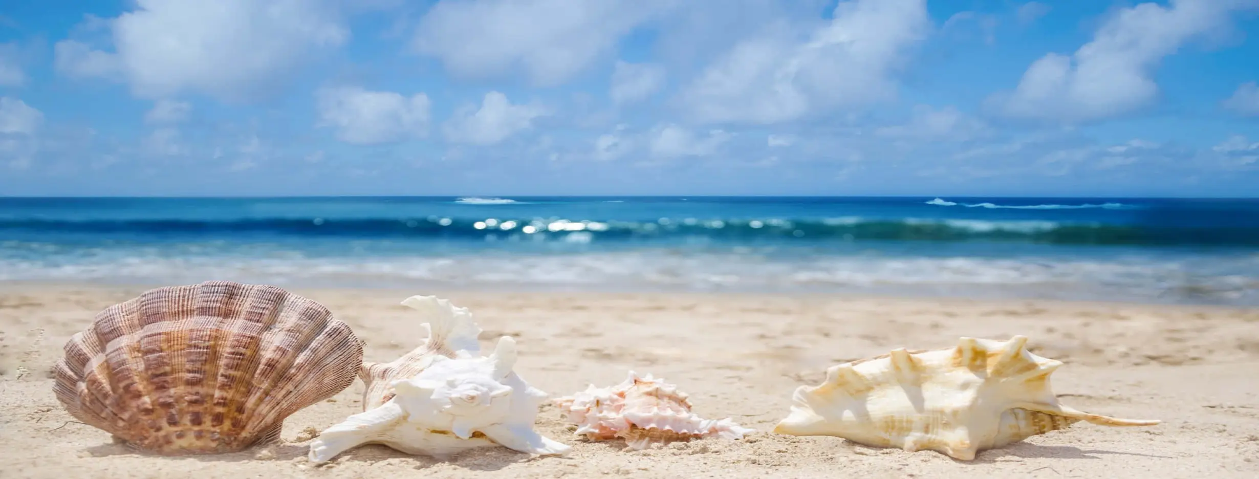 Image for Tidal Treasures